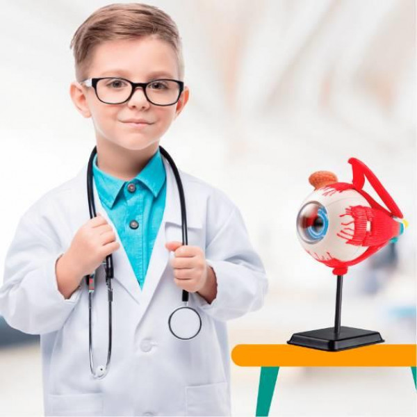 Модель очного яблука Edu-Toys збірна 14 см (SK007)