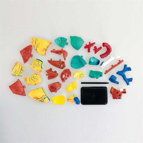 Модель серця людини Edu-Toys збірна 14 см (SK009)