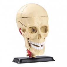 Модель черепа з нервами Edu-Toys збірна 9 см (SK010)